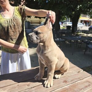 Cane Corso Kane Korso prelepi formentino štenci Slika 2 Cane Corso Kane Korso prelepi formentino štenci Slika 2