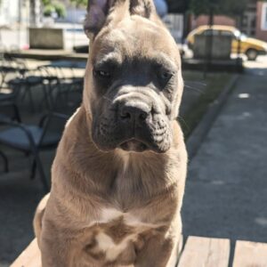 Cane Corso Kane Korso prelepi formentino štenci Slika 3 Cane Corso Kane Korso prelepi formentino štenci Slika 3
