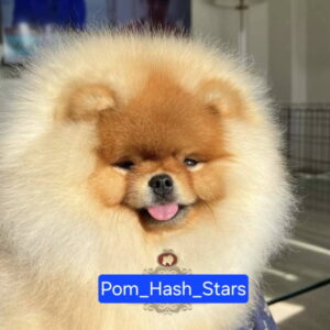 Najlepsi Pomeranci Boo Slika 10