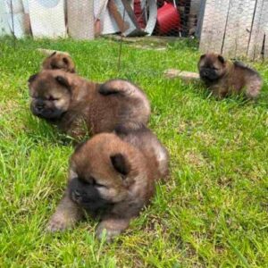 Chow Chow štenci Slika 2