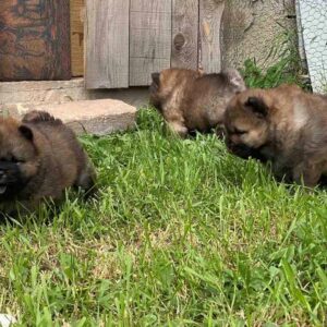 Chow Chow štenci Slika 3