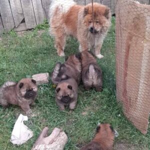 Chow Chow štenci Slika 4
