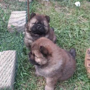 Chow Chow štenci Slika 5