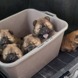 Chow Chow štenci Slika 6
