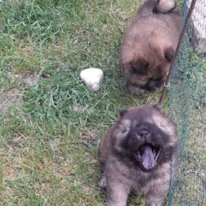 Chow Chow štenci Slika 7