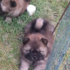 Chow Chow štenci Slika 8