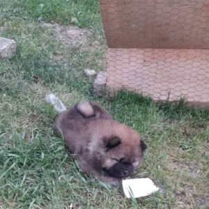 Chow Chow štenci Slika 9