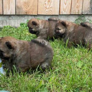Chow Chow štenci Slika 10