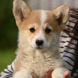Velski korgi/Welsh Corgi Pembroke Slika 5