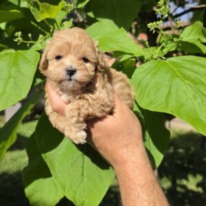 Savrseni maltipoo bebani spremni su za preuzimanje Slika 2