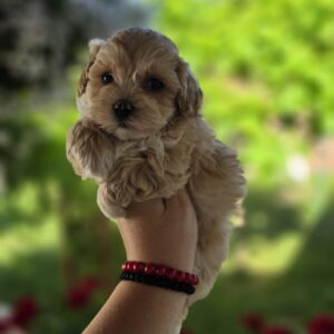 Savrseni maltipoo bebani spremni su za preuzimanje Slika 3