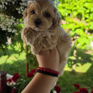 Savrseni maltipoo bebani spremni su za preuzimanje Slika 4