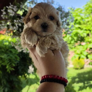 Savrseni maltipoo bebani spremni su za preuzimanje Slika 5