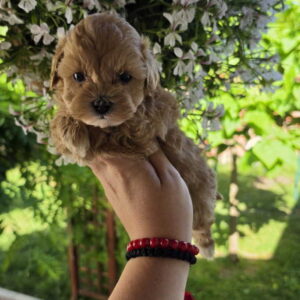 Savrseni maltipoo bebani spremni su za preuzimanje Slika 7