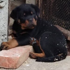 Rotvajler, prvobirano muško štene Slika 2