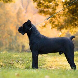 Cane Corso mužjak na prodaju Slika 3