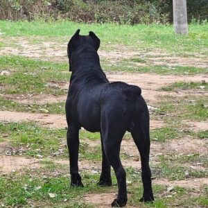 Cane Corso mužjak na prodaju Slika 4