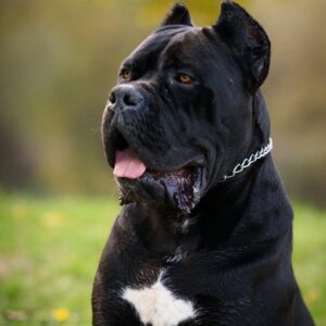 Cane Corso mužjak na prodaju Slika 5