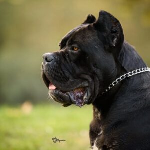 Cane Corso mužjak na prodaju Slika 6