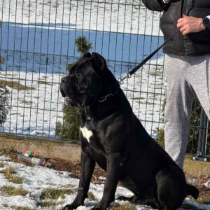 Cane Corso mužjak na prodaju Slika 7