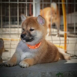 Shiba Inu prelepi štenci Slika 2 Shiba Inu prelepi štenci Slika 2