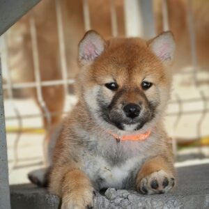 Shiba Inu prelepi štenci Slika 3 Shiba Inu prelepi štenci Slika 3