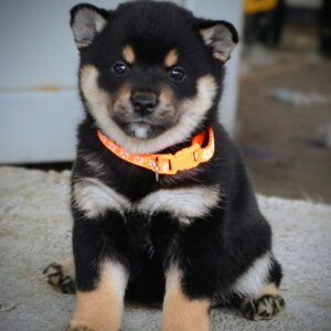 Shiba Inu prelepi štenci Slika 7 Shiba Inu prelepi štenci Slika 7