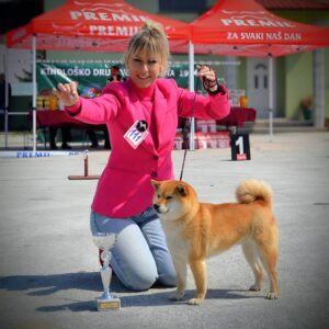 Shiba Inu prelepi štenci Slika 11 Shiba Inu prelepi štenci Slika 11