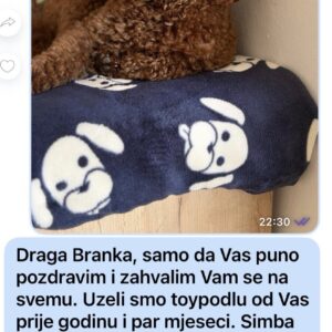 Toy Pudle na prodaju Slika 10