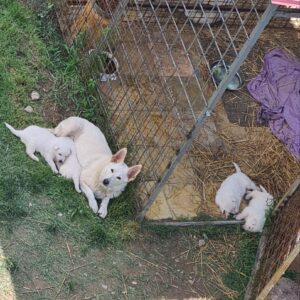Beli švajcarski ovčar prelepi štenci Slika 5