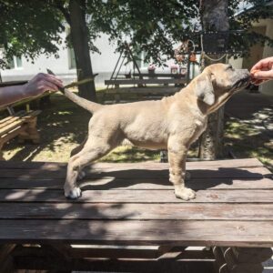 Cane Corso Kane Korso prelepi formentino štenci Slika 4 Cane Corso Kane Korso prelepi formentino štenci Slika 4