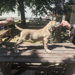 Cane Corso Kane Korso prelepi formentino štenci Slika 5 Cane Corso Kane Korso prelepi formentino štenci Slika 5