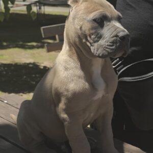 Cane Corso Kane Korso prelepi formentino štenci Slika 6 Cane Corso Kane Korso prelepi formentino štenci Slika 6
