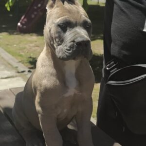 Cane Corso Kane Korso prelepi formentino štenci Slika 7 Cane Corso Kane Korso prelepi formentino štenci Slika 7
