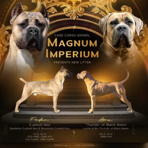 Cane Corso Kane Korso prelepi formentino štenci Slika 8 Cane Corso Kane Korso prelepi formentino štenci Slika 8