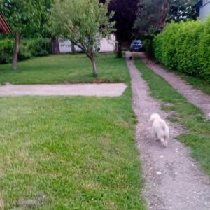 Avala, blizu megamarketa Koka Mar, 200 m2 Slika 2