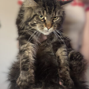 Maine Coon mačići – Zemun Slika 3 Maine Coon mačići – Zemun Slika 3