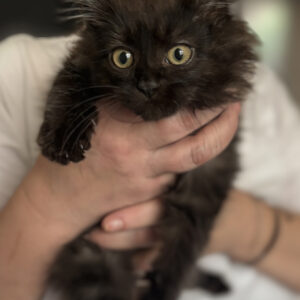 Maine Coon mačići – Zemun Slika 2 Maine Coon mačići – Zemun Slika 2