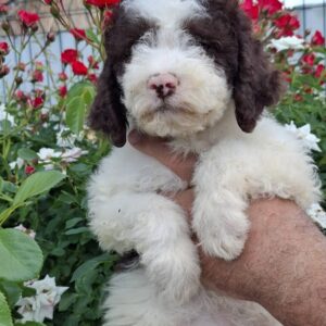 Lagoto Romanjolo (Lagotto Romagnolo) Slika 10