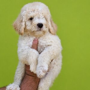 Lagoto Romanjolo (Lagotto Romagnolo) Slika 11