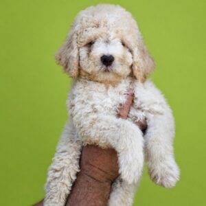 Lagoto Romanjolo (Lagotto Romagnolo) Slika 12