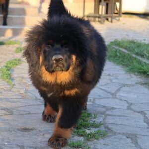 Tibetski mastif, štenci Slika 3 Tibetski mastif, štenci Slika 3