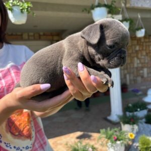 Francuski buldog štenci egzoticnih boja Slika 2 Francuski buldog štenci egzoticnih boja Slika 2