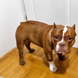 Muzjak -American Bully Exotic Merle Slika 2 Muzjak -American Bully Exotic Merle Slika 2