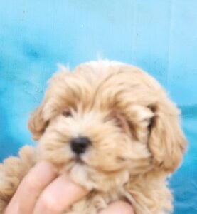 Maltipoo stenci Slika 2