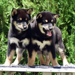 Shiba Inu / Šiba inu, štenci Slika 2