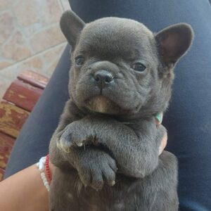 Francuski buldog štenci egzoticnih boja Slika 2