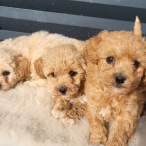 Maltipoo- bipoo Slika 2
