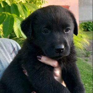 Prodajem tri muska steneta Labradora Slika 3