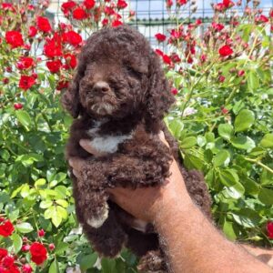 Lagoto Romanjolo (Lagotto Romagnolo) Slika 2